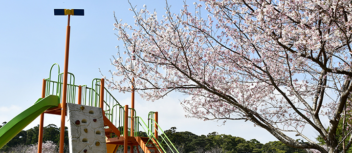 長谷公園の桜