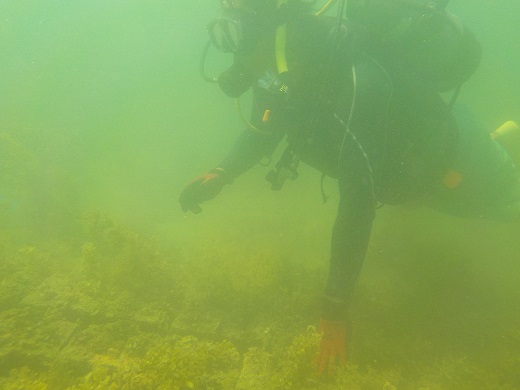 藻場プレート移設・設置②